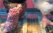 Kỳ lạ cặp chân gà Đông Tảo nở như súp lơ, được rao bán giá hơn 10 triệu đồng