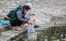 Cá chép vàng tiễn ông Táo vừa thả đã chết nổi ở hồ Hoàng Cầu