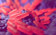 Vi khuẩn ho gà đã kháng vắc-xin, chúng ta sẽ cần một vắc-xin mới trong thập kỷ tới