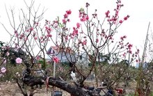 Hàng nghìn gốc đào nở bung, nông dân Hải Phòng 'khóc ròng'