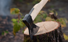 Câu chuyện "Chặt thông hay bạch dương trước" hé lộ nguyên nhân thất bại của không ít dân công sở