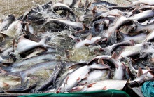 Thủy sản Nam Việt (ANV): Quý 4 lãi 198 tỷ đồng giảm 33% so với cùng kỳ