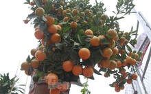 Lạc vào 'vương quốc' quất cảnh ở Hà Nội