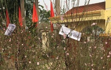 Quất, đào đồng loạt đại hạ giá chiều 29 Tết