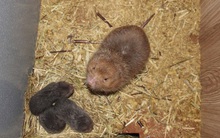 Phất lên nhờ… “Tý”