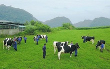 Mạnh tay xử lý hàng nghìn tỷ phải thu, đầu tư ngoài ngành trước khi bàn giao cho Vinamilk, GTNfoods báo lỗ 58 tỷ đồng quý 4