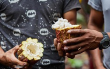 Câu chuyện cảm động về hành trình khôi phục một giống cây chocolate quý hiếm và cổ nhất Trái đất