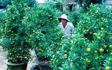 Hoa Tết miền Trung được mùa, được giá