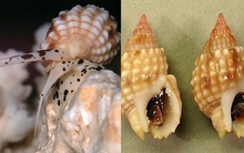 Cảnh báo tuyệt đối đừng ăn nhầm loại ốc này vì độc gấp nhiều lần thạch tín, chỉ ăn 0,5mg cũng đủ khiến bạn tử vong hoặc sống thực vật suốt đời