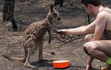 Báo cáo gây sốc về cháy rừng Australia: Hơn 1 tỷ động vật chết thảm trong lửa