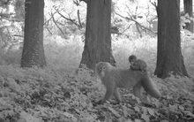 Phép màu giữa khu rừng phóng xạ của Fukushima và minh chứng cho câu: Chỉ cần con người không tới, thiên nhiên sẽ tự biết cách tồn tại