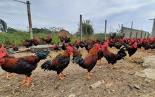 Giá gà, vịt rơi tự do