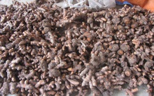 Nghệ bí đầu ra