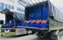 Nông sản thanh long ‘ứ đọng’ hơn 30.000 tấn trước dịch virus Corona: Nhiều doanh nghiệp, ngân hàng, tổ chức tham gia giải cứu
