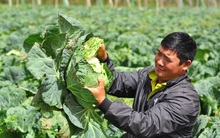 Bắp cải giá 1.000đồng/bắp, nông dân định băm nhỏ ủ làm phân