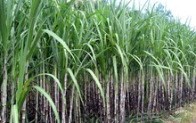 Mía đường Sơn La (SLS) báo lãi ròng quý 2 niên độ 2019-2020 tăng gấp rưỡi cùng kỳ