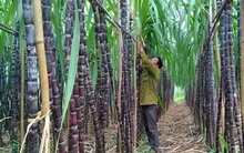 Cổ phiếu mía đường tăng hơn 30% trong 1 tuần