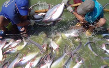 Thuỷ sản Nam Việt (ANV): Dịch nCoV cũng là cơ hội để giảm phụ thuộc Trung Quốc dù tìm kiếm khách hàng mới không dễ dàng