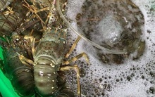 Giá tôm hùm ở Xuân Hải giảm