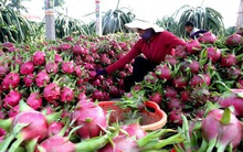 Nông sản lại ồ ạt lên cửa khẩu, Bộ Công Thương khuyến cáo khẩn