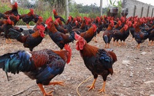 Giá gia cầm dần phục hồi, giá lợn đã bớt cao