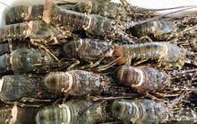 Rộ giải cứu mùa dịch Covid-19, dân buôn bán hàng tạ tôm hùm mỗi ngày