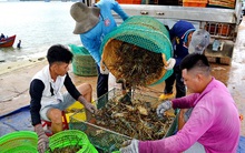 “Giải cứu” tôm hùm ở Phú Yên với giá rẻ chỉ là tin đồn thất thiệt