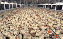 Nhiều trại gà thoát lỗ nhờ giá gà công nghiệp tăng mạnh trở lại
