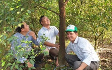 Nhân giống vô tội vạ, cây đàn hương tỷ đô từ "vàng ròng" có nguy cơ "khóc ròng"