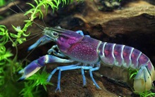 Thực phẩm Sao Ta (FMC) đạt 236 tỷ đồng LNTT năm 2019, vượt 31% kế hoạch năm