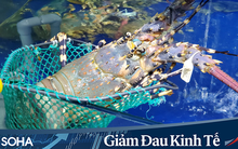 Giá tôm hùm diễn biến lạ sau chuỗi ngày "lao dốc không phanh" vì Covid-19
