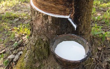 Xuất khẩu cao su tăng vọt gần 145% trong nửa đầu tháng 2/2020