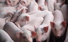 Sản lượng thịt lợn Việt Nam năm nay ước giảm 7%