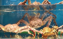 Sau tôm hùm, cua Hoàng đế ở Hà Nội giảm giá "sốc"