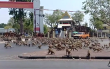 Hàng trăm con khỉ đói làm loạn cho thấy sự tàn phá của virus corona với kinh tế Thái Lan