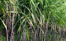 Tháo gỡ khó khăn cho ngành mía đường