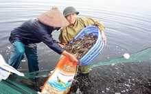 Doanh nghiệp thuỷ sản kiến nghị ngân hàng giảm lãi, giảm phí, nới lỏng điều kiện vay vốn