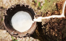 Cổ phiếu lao dốc, Cao su Đắk Lắk (DRI) đặt chỉ tiêu lợi nhuận trước thuế giảm 38% cho năm 2020