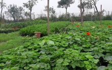 Sau bất động sản, Apec Group tìm hướng đi mới thời covid-19 khi công bố lấn sân nông nghiệp hữu cơ theo mô hình kinh tế chia sẻ