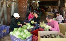 Rau, hoa Đà Lạt trong mùa dịch COVID-19