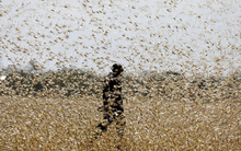 Sau virus corona, tả lợn châu Phi, Trung Quốc tiếp tục đón thách thức từ ... châu chấu