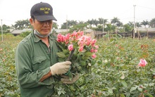 'Thấm đòn' Covid-19, giá hoa 8/3 giảm một nửa, người trồng lỗ nặng