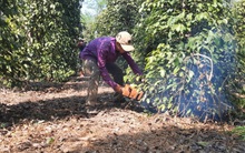 Khó khăn ở thủ phủ hồ tiêu