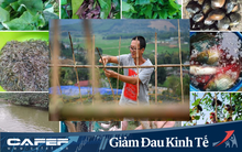 Nghỉ dạy vì Covid-19, giáo viên trường Đồi cùng nhau làm nông nghiệp, cung cấp thực phẩm sạch cho phụ huynh và cộng đồng