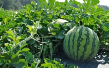 “Trong ruộng dưa đừng cột dây giày, dưới gốc mận đừng sửa mũ”: Triết lý tránh thị phi dân công sở nào cũng cần nắm rõ