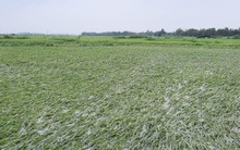 Nông dân khóc ròng khi 10 nghìn ha lúa sắp thu hoạch gãy đổ