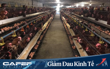 Giá trứng gia cầm đồng loạt giảm sâu