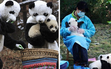 Nghề chăm sóc gấu trúc: Không yêu cầu bằng cấp, lương hơn 700 triệu đồng/năm nhưng không phải ai cũng dám nhận vì lý do đặc biệt