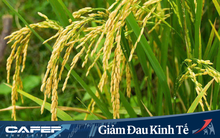 Chuyển giao vùng thị trường 13 tỉnh ĐBSCL về cho Vinaseed, SSC báo lãi quý 1 giảm 20%