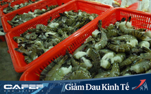 Tín hiệu tích cực cho xuất khẩu tôm